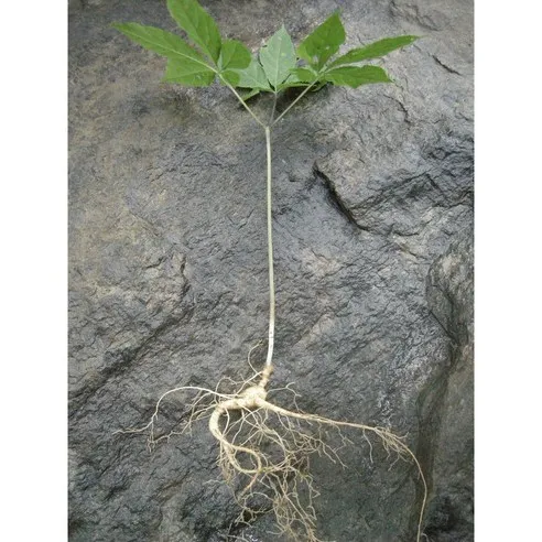 산양삼 6년근 10뿌리 당일발송 하루배송 장뇌삼 산양산삼