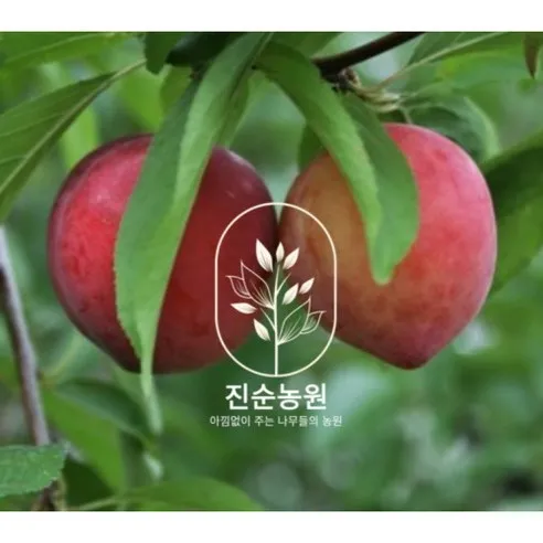 직접키운 자두나무 왕자두 결실주 묘목