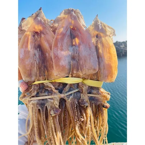 동해안 건조오징어 마른 오징어 1kg (20미) 당일배송