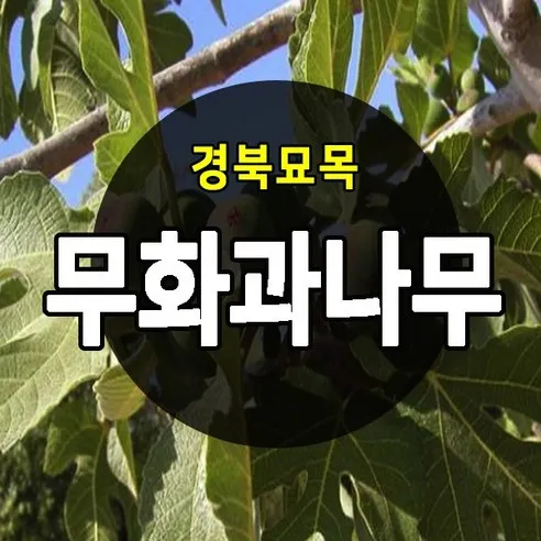 [경북농원] 무화과나무 특묘목 판매중