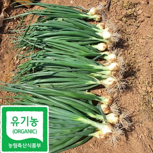 산지직송 전남 함평 유기농 줄기 양파