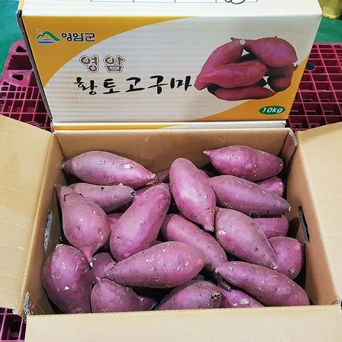 고구마영암명품 황종복 연지 꿀고구마 5/10kg 품질엄선