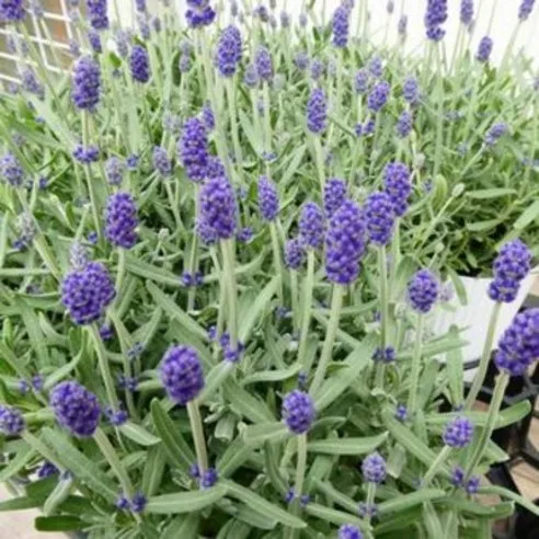 서비내 잉글리쉬 라벤더 English Lavender (길이 15CM)소형 허브 월동식물 생화 화분 화초 여름꽃 보라색꽃