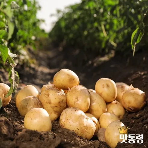 [맛통령] 국내산 햇감자 포슬포슬 수미감자, 감자 (중) 5kg, 1개